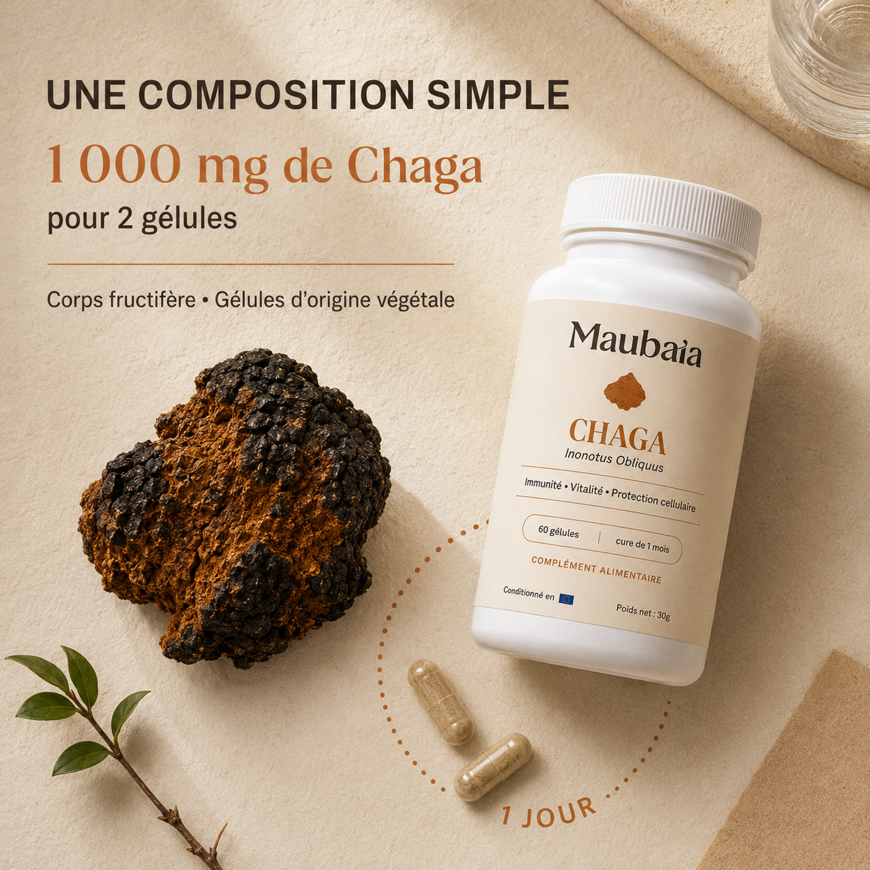 Chaga (gélules) | Immunité & Vitalité – Image 2