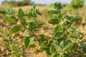 Plant d'ashwagandha (Withania somnifera), plante adaptogène utilisée dans les routines bien-être naturelles