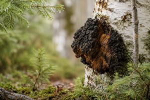 Champignon chaga poussant naturellement sur un bouleau en forêt, dans une ambiance humide et apaisante.