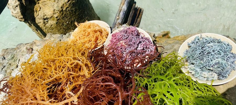 différentes variétés de mousse de mer ( violet, rouge, dorée)