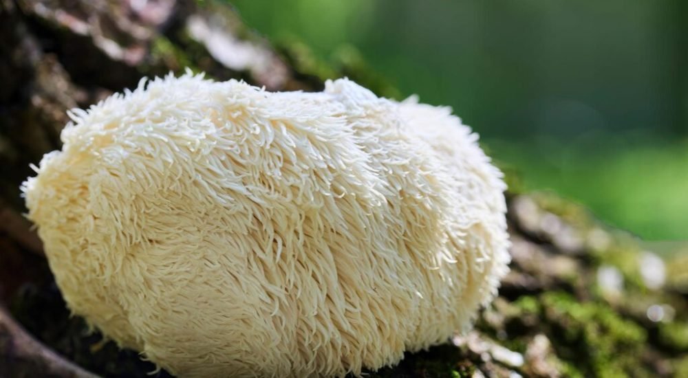 Lion's mane dans nature 1